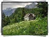 Góry, Lasy, Łąka, Domek, Kwiaty