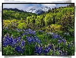 Stany Zjednoczone, Kolorado, Góry, San Juan Mountains, Mount Sneffels, Drzewa, Łąka, Kwiaty, Łubin