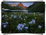 Góry San Juan Mountains, Góra Sneffels, Jezioro Blue Lake, Łąka, Kwiaty, Orlik niebieski, Stan Kolorado, Stany Zjednoczone, Orlik błękitny