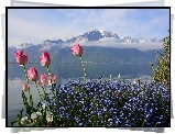 Góry, Jezioro, Tulipany, Niebieskie, Kwiaty