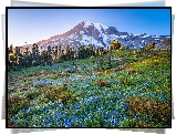 Góry, Stratowulkan, Mount Rainier, Drzewa, Łąka, Niebieskie, Kwiaty, Łubin, Park Narodowy Mount Rainier, Stan Waszyngton, Stany Zjednoczone