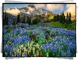 Stany Zjednoczone, Stan Waszyngton, Góry Kaskadowe, Park Narodowy Mount Rainier, Łąka, Łubin, Mgła, Drzewa