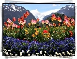 Góry, Kwiaty, Tulipany, Stokrotki