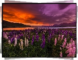 Nowa Zelandia, Łubin, Łąka, Jezioro Tekapo, Zachód słońca, Góry