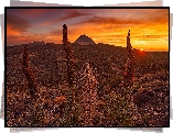 Park Narodowy Teide, Góry, Góra Teide, Kwiaty, Żmijowce rubinowe, Wschód słońca, Teneryfa, Hiszpania
