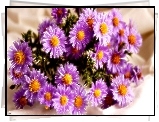 Aster, Grafika, Fractalius