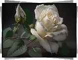 Kwiat, Biała, Róża, Grafika