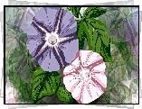 Grafika 2D, Kwiaty, Petunie