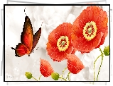 Grafika, Kwiaty, Maki, Motyl