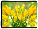 Żółte, Tulipany, Grafika 2D