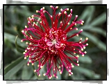 Grevillea, Australijski, Kwiat, Makro