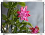 Szlumbergera, Grudnik, Kwiaty