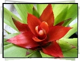 Guzmania