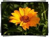 Helianthus