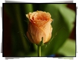 Herbaciana, Róża