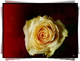 Herbaciana, Róża