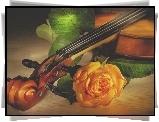 Skrzypce, Herbaciana, Róża