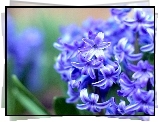 Niebieski, Hiacynt, Kwiat