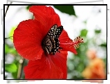 Hibiskus, Motyl