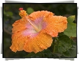 Pomaranczowy, Hibiskus, Kwiat