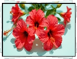 Hibiskusy, Czerwone, Kwiaty