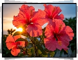 Hibiskusy, Kwiaty
