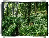 Anglia, Hrabstwo Gloucestershire, Wzgórze Dovers Hill, Białe, Kwiaty, Czosnek niedźwiedzi, Lato, Las