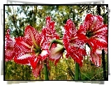 Kwiaty, Hippeastrum, Zwartnica
