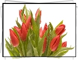 Tulipany, Holenderskie, Bukiet