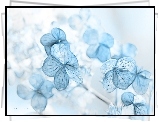 Hortensja, Fractalius