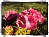 Hortensja Ogrodowa, Kwiaty, Różowe