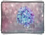 Hortensja, Niebiesko-różowe, Kwiaty