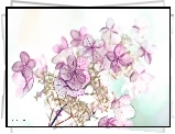 Hortensje, Fractalius