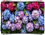 Różowe, Fioletowe, Niebieskie, Hortensje