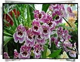 Jasnofioletowe, Kwiaty, Storczyki, Orchidea
