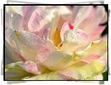 Jasnoróżowa, Róża, Płatki, Rosa, Makro