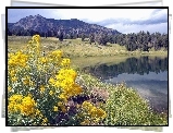 Stany Zjednoczone, Park Narodowy Yellowstone, Montana,  Kwiaty, Jeziorko, Góry