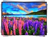 Nowa Zelandia, Jezioro Tekapo, Góry, Łąka, Łubin