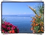 Jezioro, Ohrid, Albania, Kwiaty