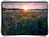 Jezioro, Wzgórza, Zachód słońca, Łubin