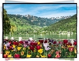 Tulipany, Jezioro, Góry