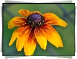Rudbekia, Pomarańczowa