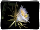 Biały, Kwiat, Epiphyllum, Kaktus