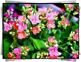 Kalanchoe