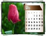 Kalendarz, Róża, Maj, 2013r