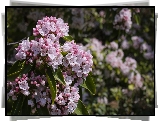Kalmia szerokolistna, Krzew, Różowe, Kwiaty