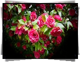 Kamelia japońska, Różowe, Kwiaty, Liście, Krzew