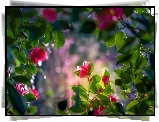 Kamelia, Kwiaty, Światło, Liście, Bokeh