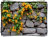 Pomarańczowe, Kwiaty, Pnącze, Kamienny, Mur, Grafika
