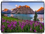 Kanada, Prowincja Alberta, Park Narodowy Banff, Góra Crowfoot Mountain, Jezioro Bow Lake, Kwiaty, Drzewa, Wschód słońca